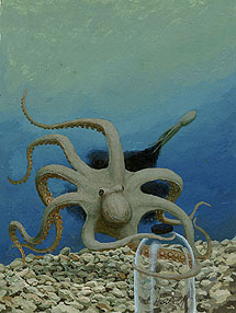 Wonderful Wild Animals - Octopus, Brothers Hildebrandt